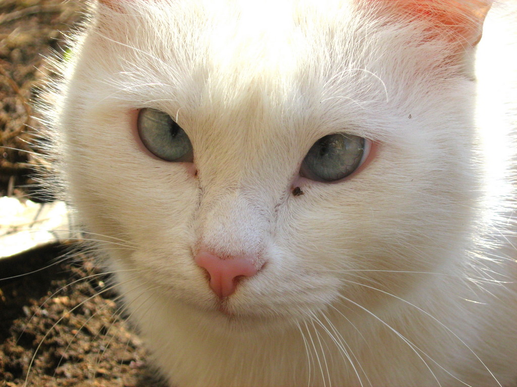 CrossEyed White Kitty — Russian Cats Pictures