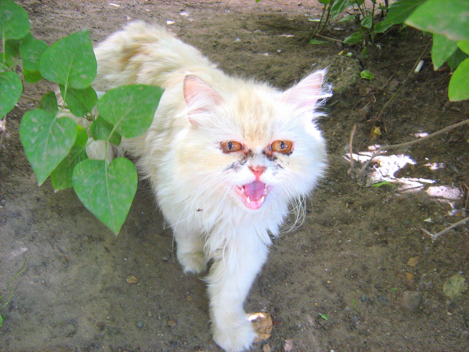 Cat Has White Thing On Nose Cat Has White Thing On Nose