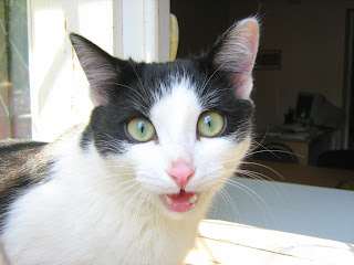 Green Eyes Black and White Cat Green Eyes Black and White Cat