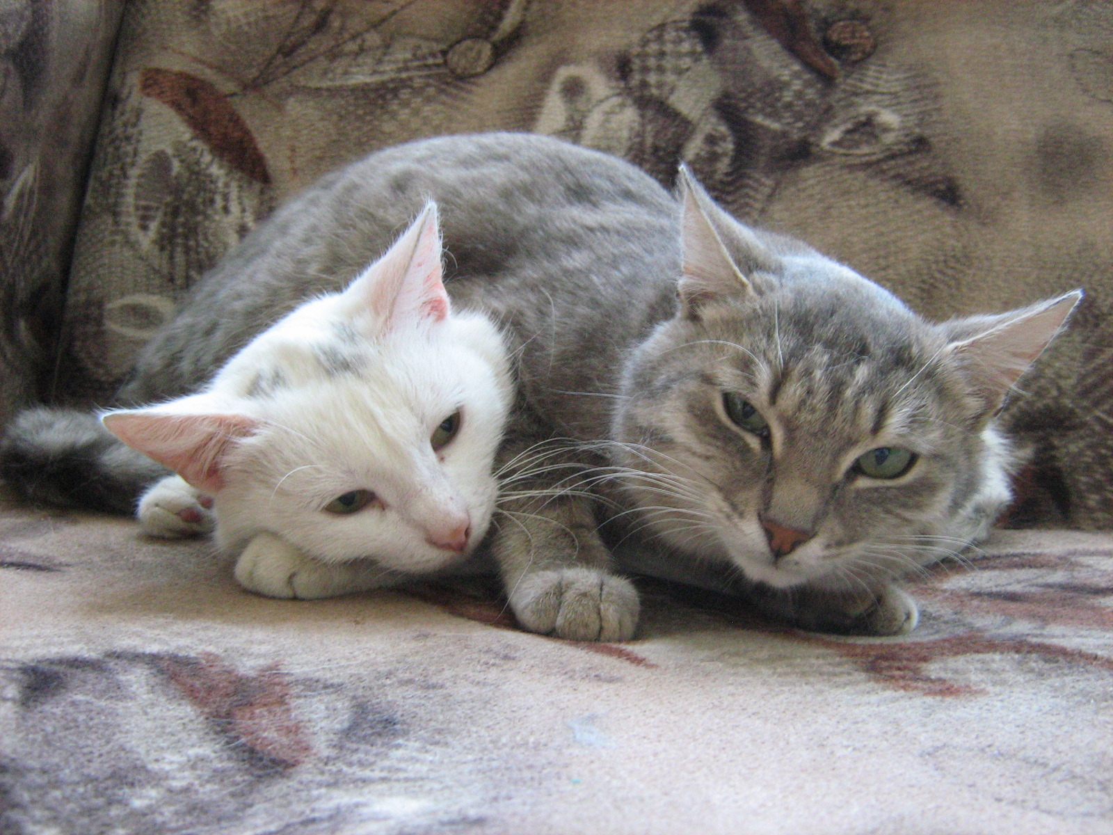 Cats With Durags: The Curious World'S Hottest Fashion Trend? - rur83xg