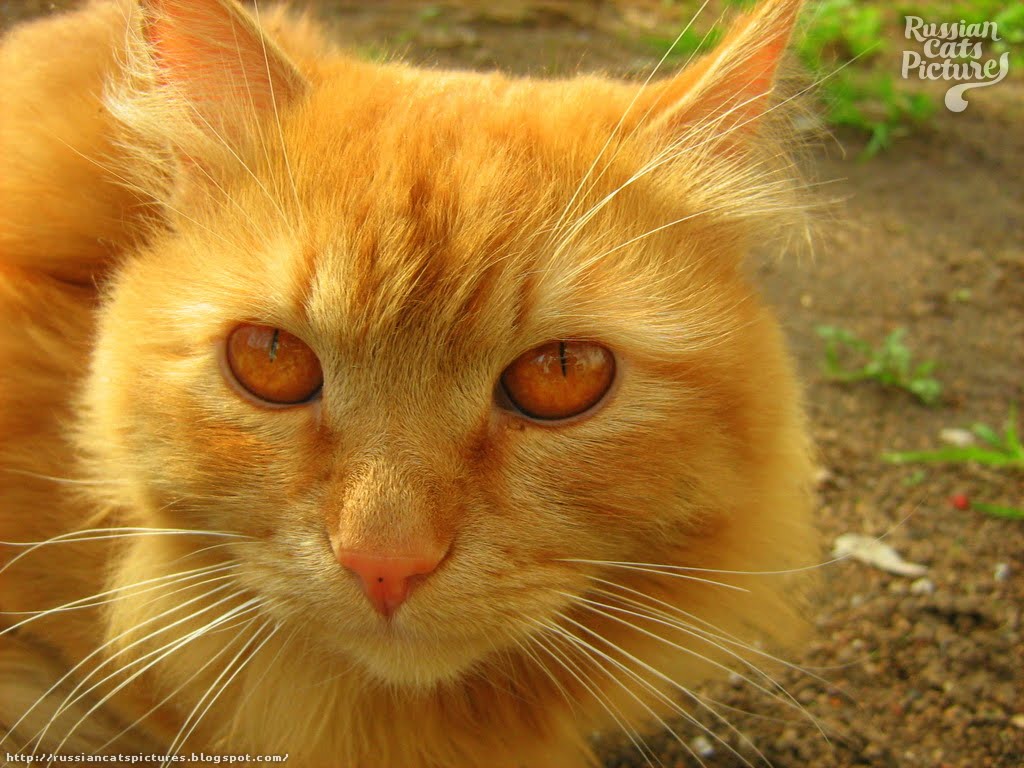 RedEyed Red Mackerel Tabby Sad Cat — Russian Cats Pictures