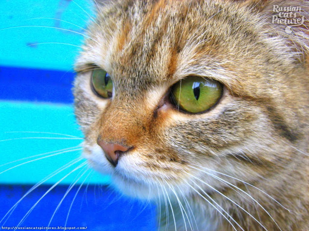 GreenEyed Brown Mackerel Torbie Homeless Kitty — Russian Cats Pictures