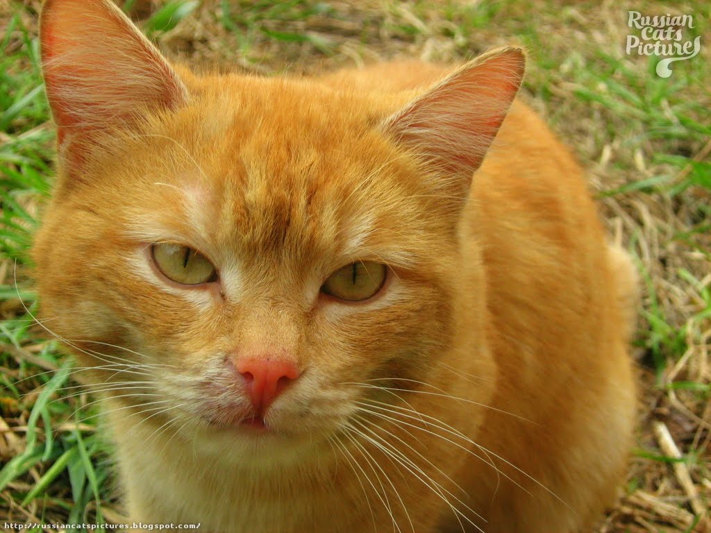 YellowEyed Red Mackerel Tabby Insolent Cat — Russian Cats Pictures