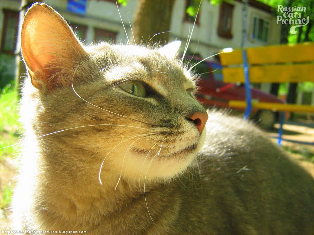LimeEyed Blue Mackerel Tabby Hungry Kitty — Russian Cats Pictures