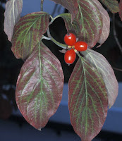Dogwood+berries