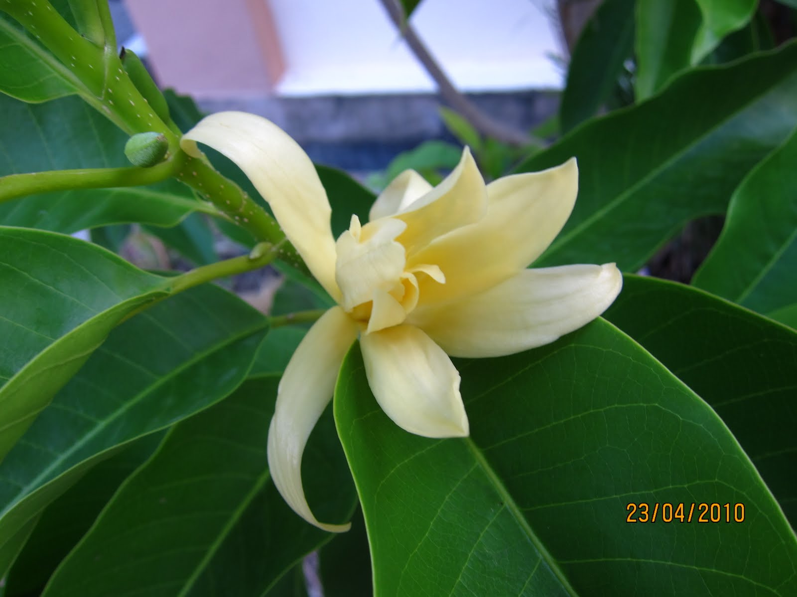 Shades of Grey Michelia Champaca