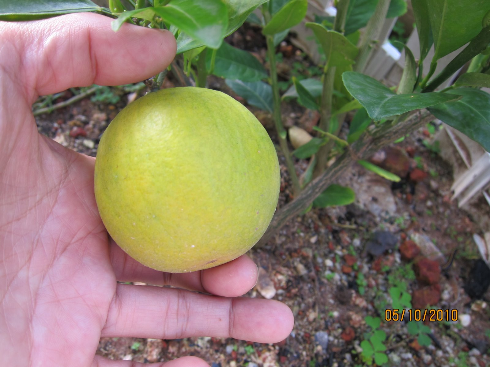 Shades of Grey Cultivating Citrus Fruits