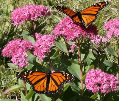 monarch butterfly parts