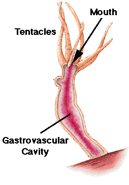 So Green: Invertebrates-hndout foot major organs diagram 