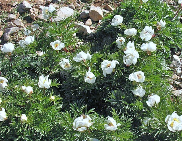 [paeonia-clusii-3.jpg]
