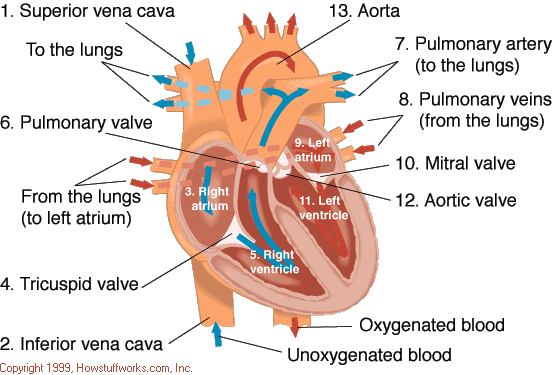 homeostasis in the lungs homeostasis in the lungs