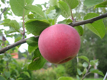 Norrbodaäpple