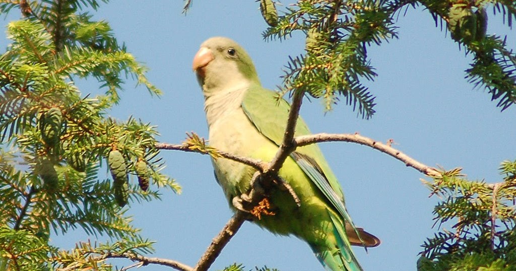 Pet Stores Guide Quaker Parrots