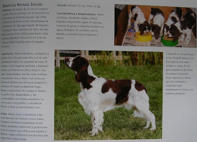 FORO PARA PERRO DE CAZA foro para perro de caza: