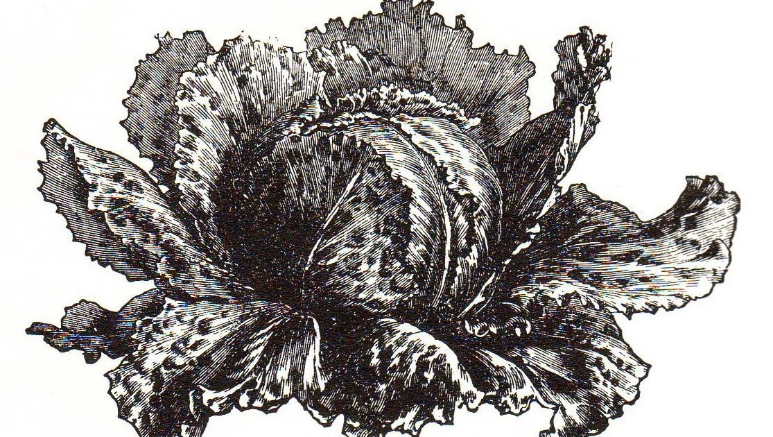 The Old Foodie Boiled cabbage à l'Anglaise.