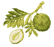 [Breadfruit.gif]