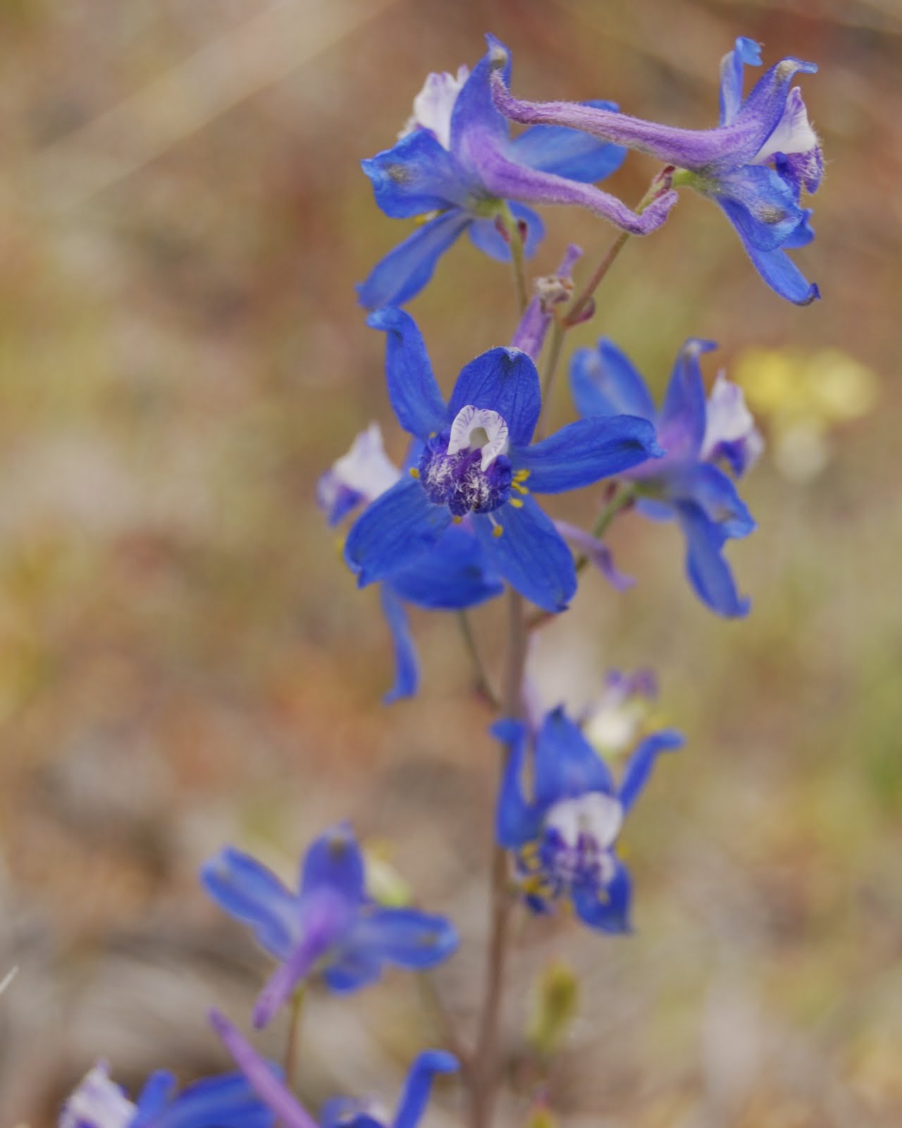 Aaron's Photo Blog Wild Flowers Near Topaz Mountain