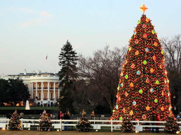 national-christmas-tree-day-in-US.jpg