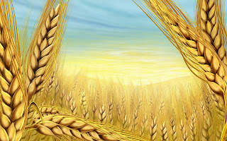 Zomer wallpaper met graan Veld met geel graan