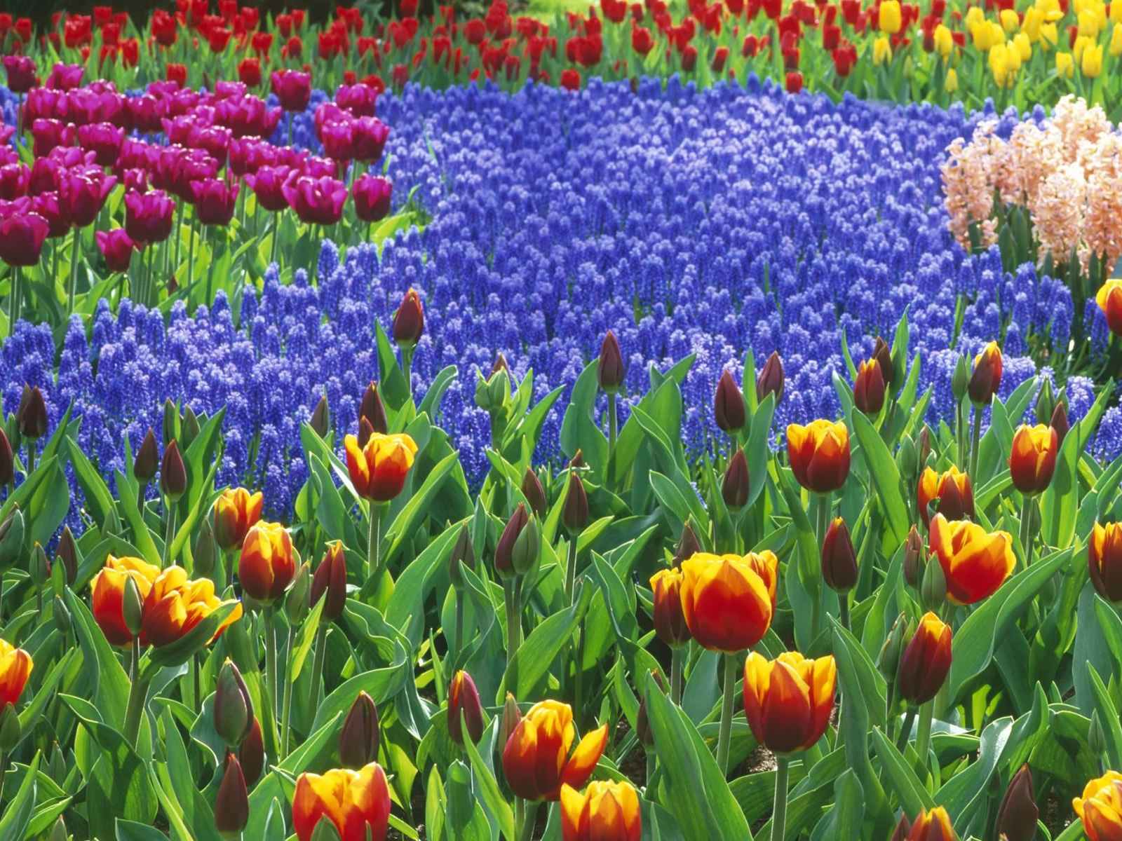 http://4.bp.blogspot.com/_RAlP3BmEW1Q/TQNb7NboLNI/AAAAAAAABCU/hBJxXALRNRA/s1600/Bloemen-achtergronden-bloemen-wallpapers-37.jpg