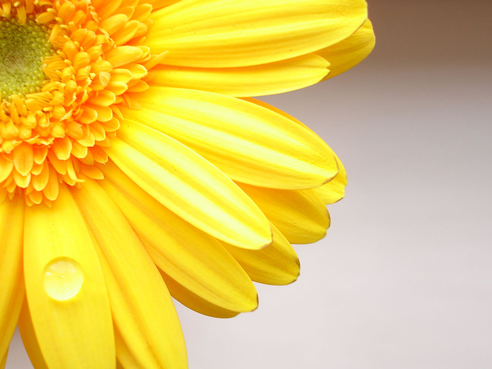 to wear - Flowers Yellow pictures video dress - Flowers Yellow pictures video