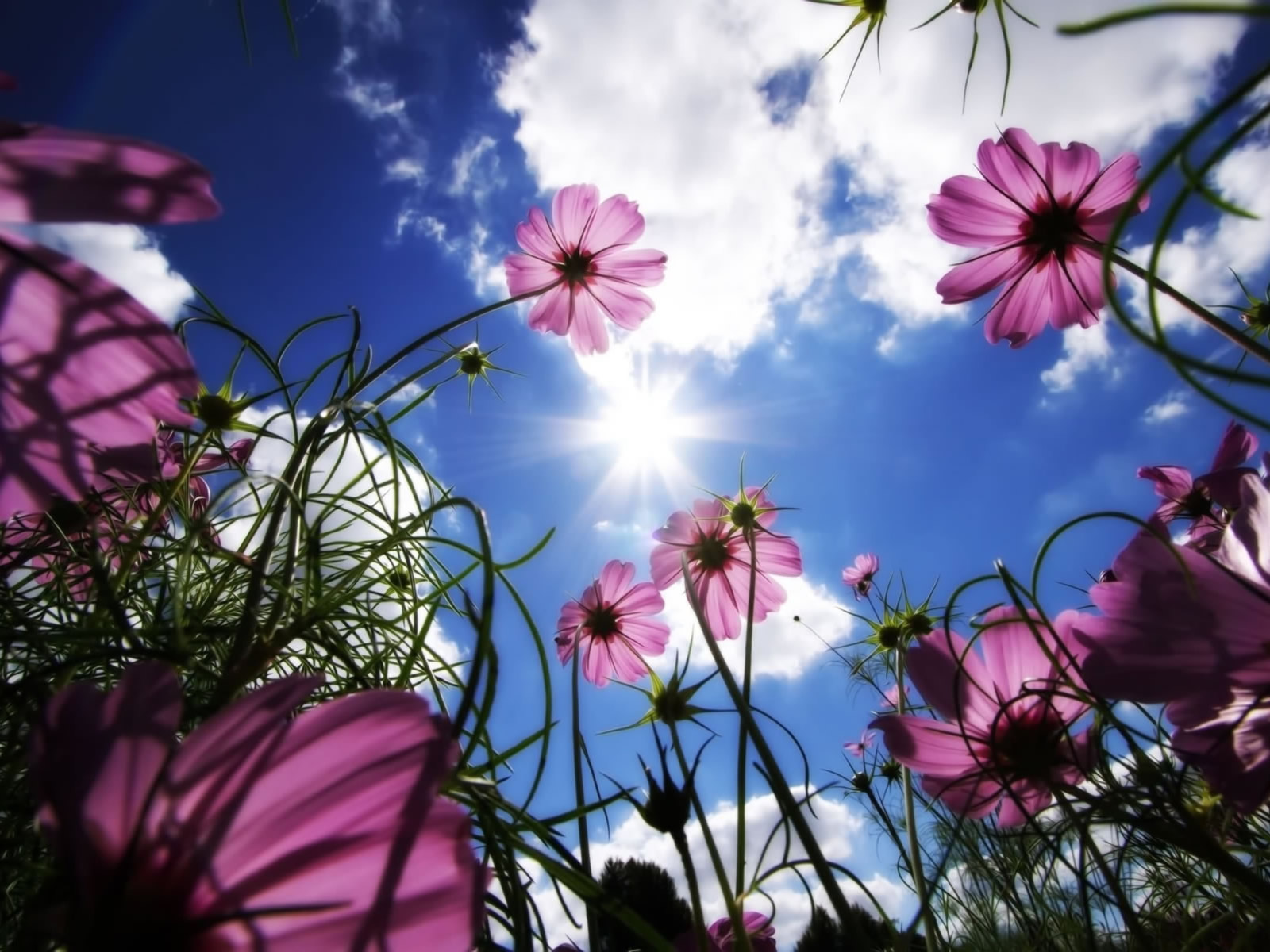 http://4.bp.blogspot.com/_RAlP3BmEW1Q/TQNbZNe75AI/AAAAAAAABAk/zbBmNhA2VSQ/s1600/Bloemen-achtergronden-bloemen-wallpapers-9.jpg