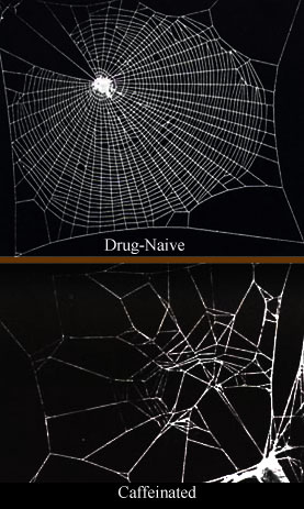 [spider.jpg]