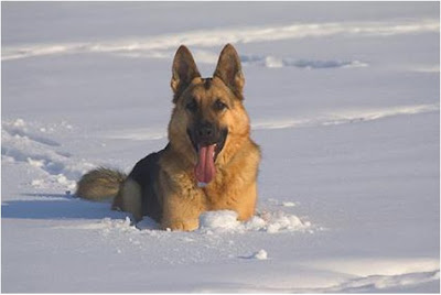 Medium+sized+dog+breeds+that+don