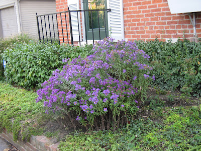 flowers 37
