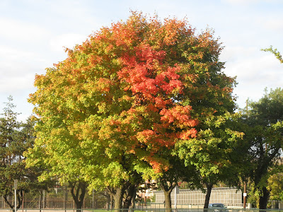 Gee, I'm a tree!