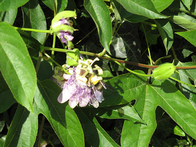 Bumblebee mosh pit