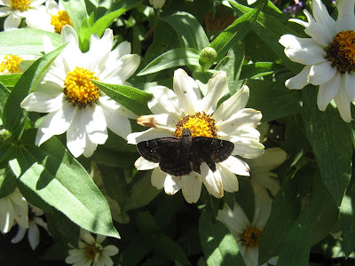 Erynnis persius