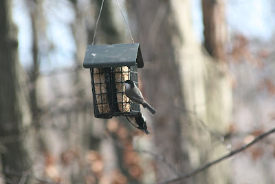 Chickadee and Downy Woodpecker