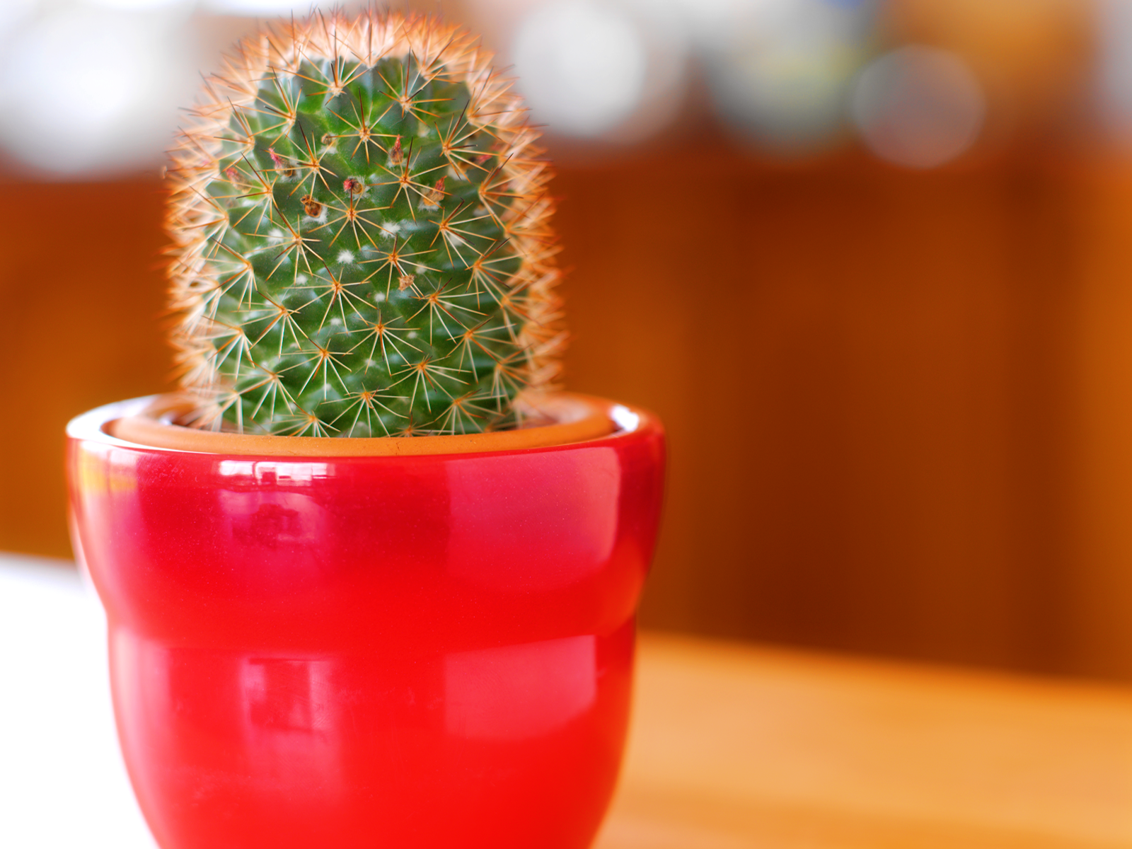http://4.bp.blogspot.com/_RBWp1IAT0ZI/S7dQs_O7UcI/AAAAAAAAAYc/9kLQ_6fxlyA/s1600/hand+made+cactus+wall+inkbluesky.png