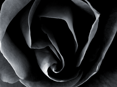 wallpaper white roses. wallpaper white roses. black and white rose; black and white rose. iApache