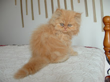 el gato persa