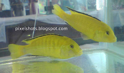 bright-yellow-aquarium-fishes,aquarium-cichlid-pairs,less-aggressive-aquarium-fishes,beautiful-fishes,cichlid-facts