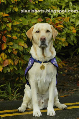 most awarded pet,pet awards,most intelligent dog,labrador retriever,2005-Runner hope Hero Dog of the Year (Crufts 2005),2004 lifetime Achievement Award (Wag and Bone Show),2002-PDSA Gold Medal–equivalent of The George Cross awarded to animals who have shown outstanding devotion to their duties in peace time,2002-Endal became the first Assistance dog to be awarded the Kennel Clubs Gold Good Citizen award,presented to him at Crufts 2002,2002  presented with the first ever Lifetime Achievement Award at the Golden Bone Awards,2001/2Assistance Dog of the Year Award,2001  Local Hero Award,Dog of the Millennium (named by Dogs Today),2000  Prodog Dog of the Year Award
