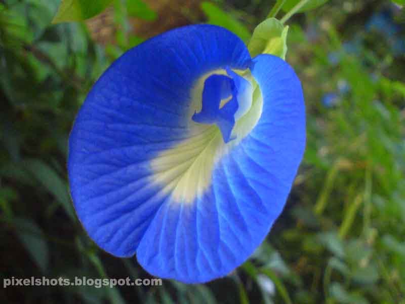 Bright Flourescent Blue Flowers of Herbal Plant Shankupushpam or
