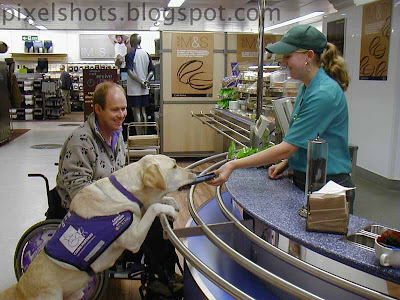 endal at supermarket cash counter,endal getting chocolates from girl,amazing helping pet dogs,trained service dogs,endal helping allen,most famous dogs of world,uk dogs