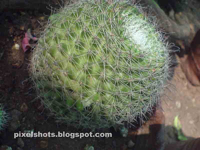ornamental cactii species,flowering garden cactus,fruit bearing cactii,small cute garden cactii,ball like cactus stems,cactus spines closeups