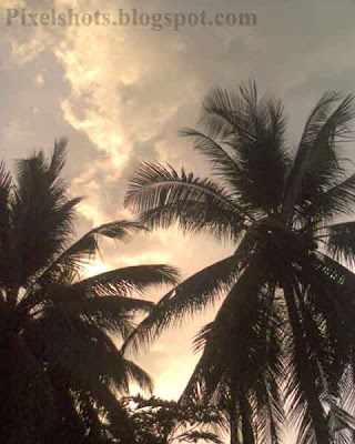 coconut trees in the sunset,common-kerala-trees,thengu,two coconut trees standing close with sunset in the background horizon,kerala-national-tree