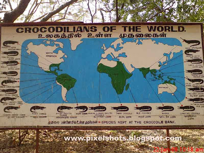 an information board from crocodile zoo showing crocodile species all over the world, crocodiles of the world, crocodile map, reptile map, indian reptile zoos