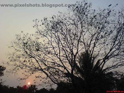 tree with spread out branches and a few leafs photographed with sunset in the background horizon,a picture from calicut district kerala