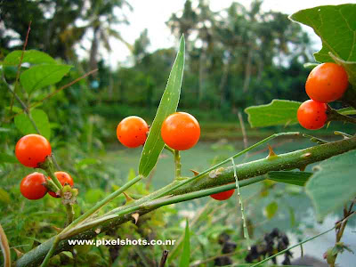 bright orange fruits closeup photograph taken with panasonic digital camera