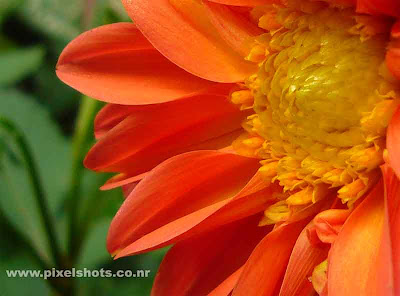 flower closeup photograph taken from home garden,cute orange coloured dalia flower