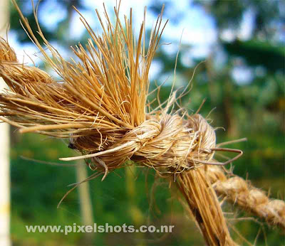 closeup photograph of coir rope knot,high quality picture photographed with digital camera from panasonic