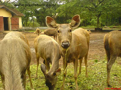 deers closeup photograph from hill palace deer park in cochin kerala