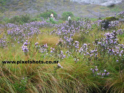 neelakurinjy violet flower photograph,kerala-flower-photos,mountain-covered-in-violet-flowers,flower only seen in rajamala of munnar  kerala