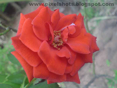 full bloomed red rose photograph photographed in macro lens focal mode of digital camera